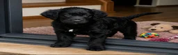 Goldendoodle dogs for sale: Beautiful miniature F1 Goldendoodle - Advert 10
