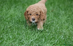 Cavapoo dogs for sale: Cavapoo  - Image 32
