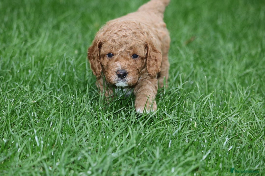 Cavapoo dogs for sale: Cavapoo  - Image 32