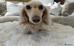Miniature Dachshund dogs for stud: ⭐️⭐️👑👑 KING OF CREAMS 👑👑⭐️⭐️ - Image 3