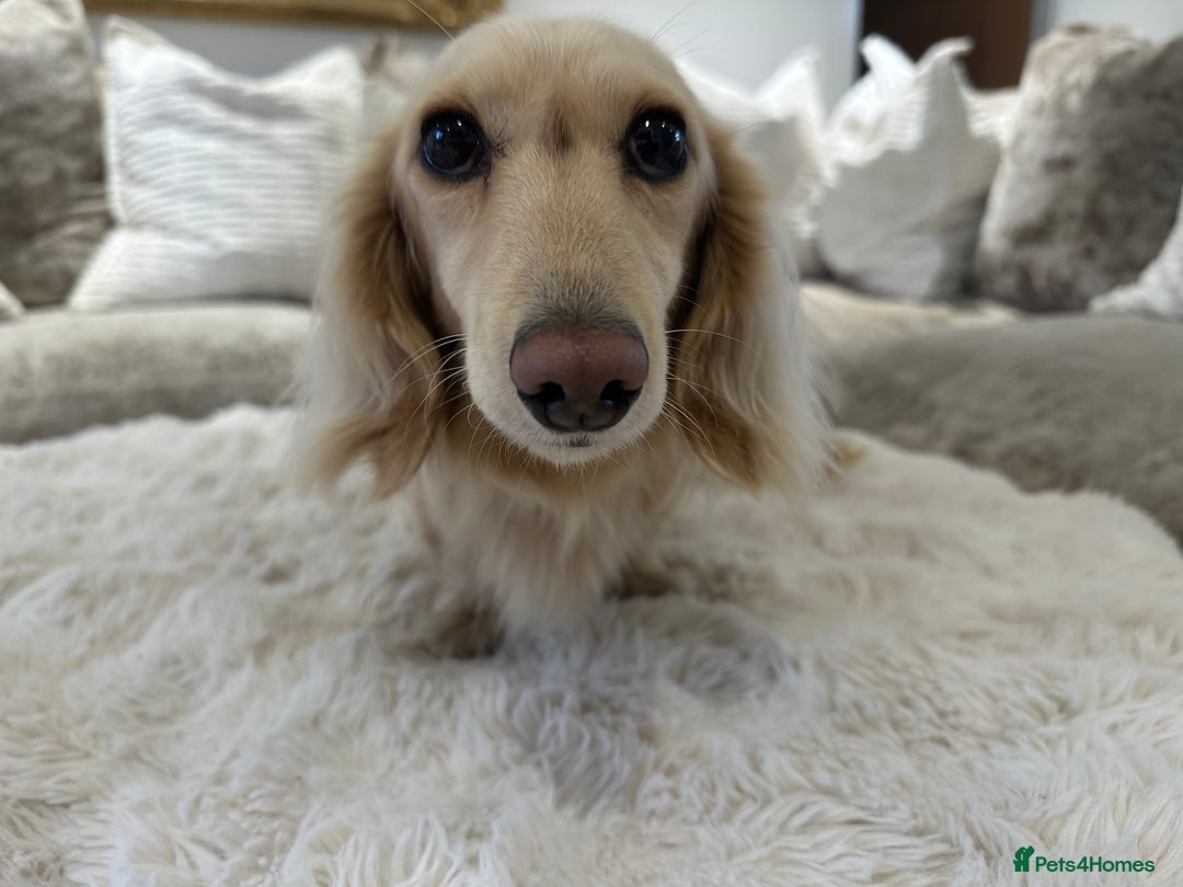 Miniature Dachshund dogs for stud: ⭐️⭐️👑👑 KING OF CREAMS 👑👑⭐️⭐️ - Image 3