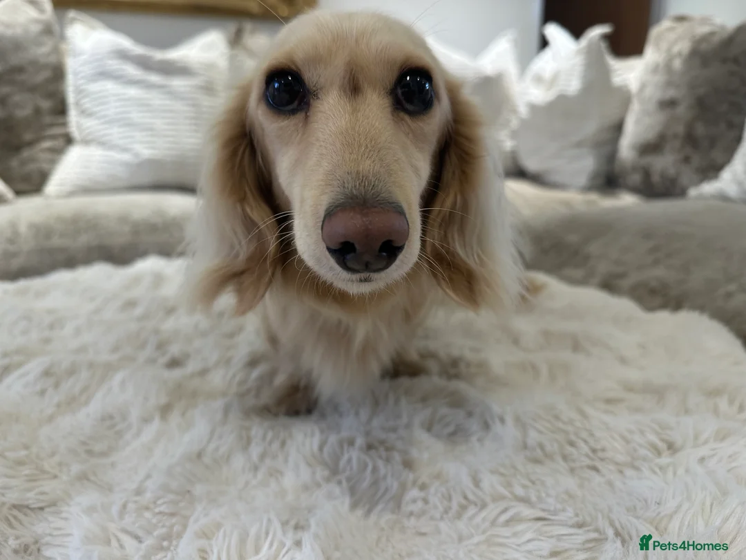 Miniature Dachshund dogs for stud: ⭐️⭐️👑👑 KING OF CREAMS 👑👑⭐️⭐️ - Advert 3