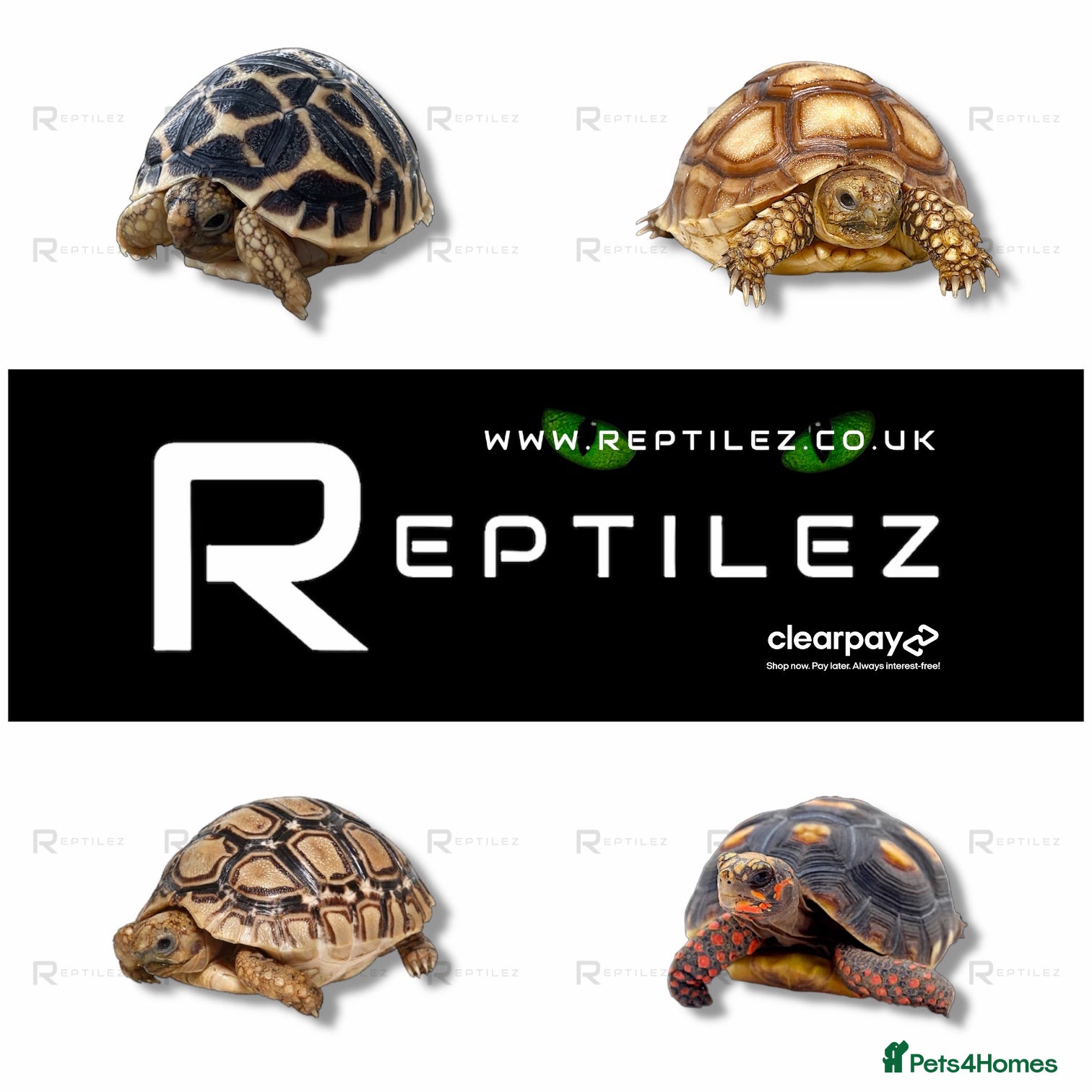 Tortoise reptiles TORTOISE BABIES - Advert 1
