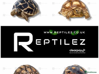 Tortoise reptiles TORTOISE BABIES - Advert 1