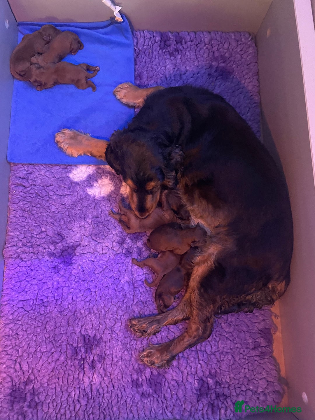 Cockapoo dogs for sale: Beautiful Cockapoo puppies  - Image 8