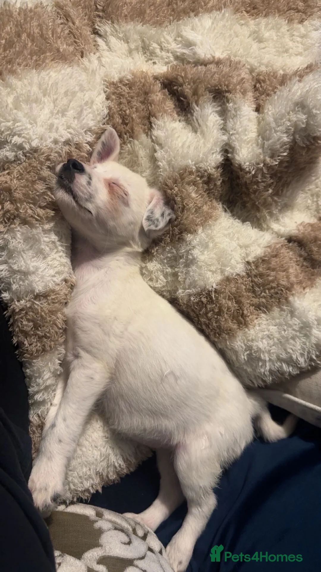 Mixed Breed dogs for sale: Cockerjack girl - Advert 2
