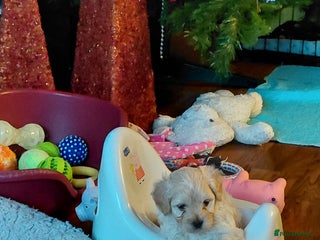 Mixed Breed dogs F1b Cockapoo Mum KC Maltese Dad - Advert 5