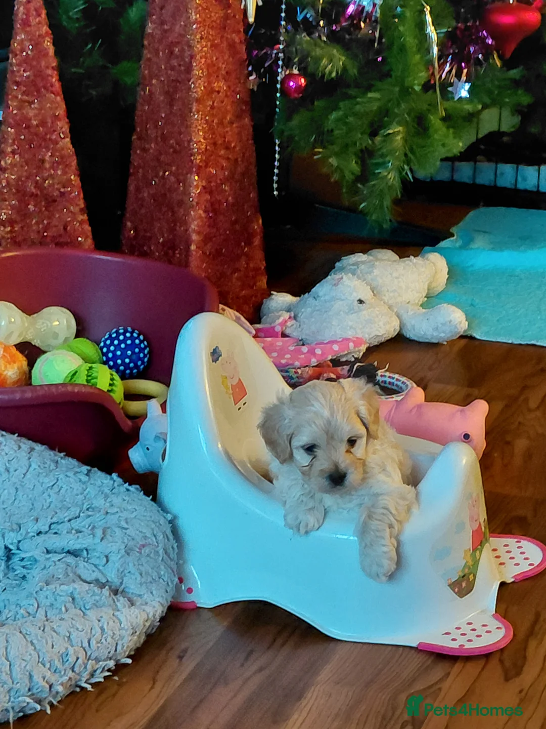 Maltipoo dogs for sale: Only 1 fully vaccinated Maltipoo pup left. - Advert 2