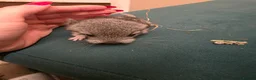 Chinchilla rodents for sale: Baby chinchillas!  - Advert 10