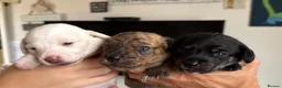 Miniature Dachshund dogs for sale: Stunning mini Dachshunds.PRA & BVA clear parents  - Advert 14