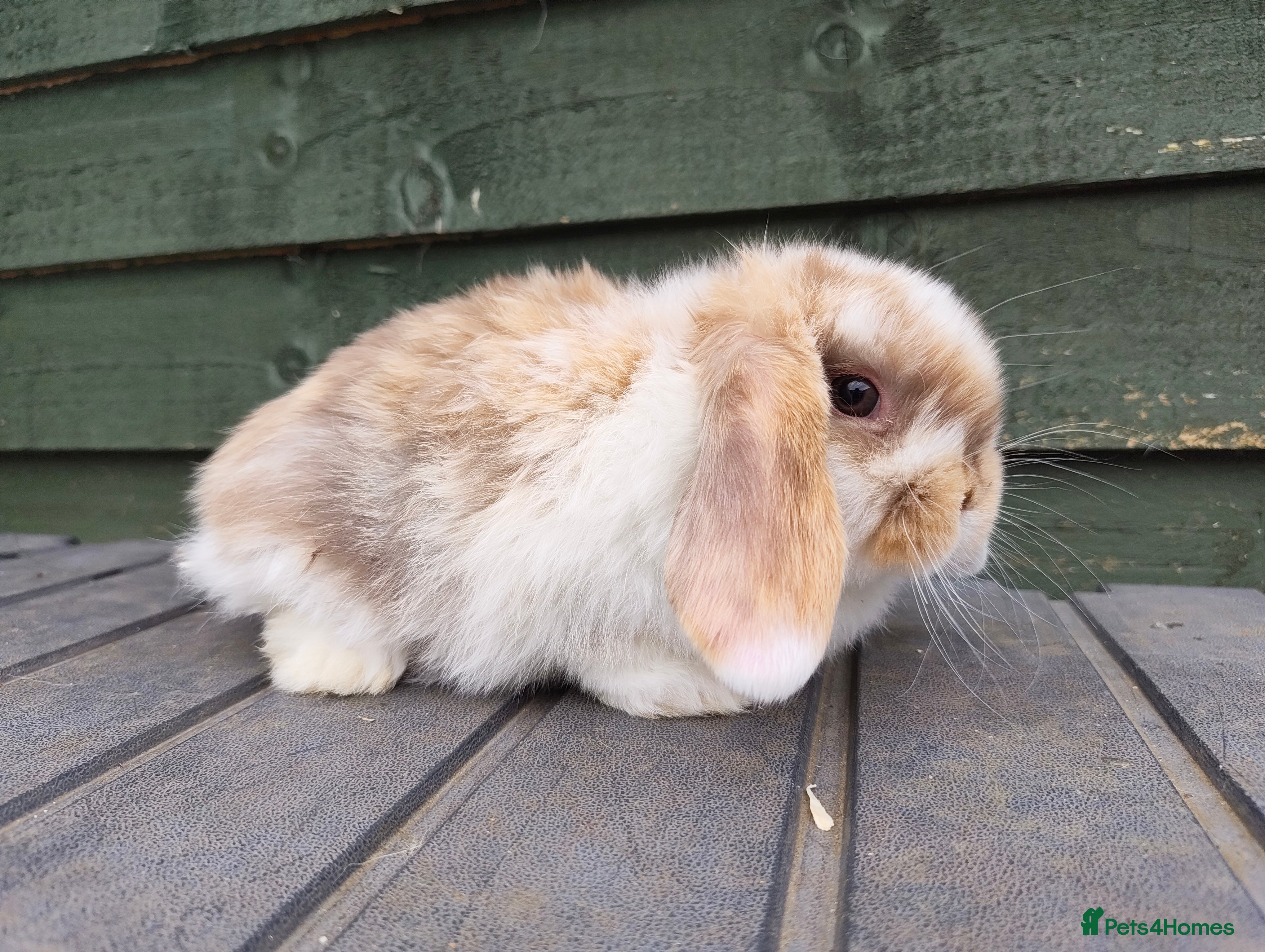 Mini Lop rabbits Beautiful Chocolate Tri doe  - Advert 1