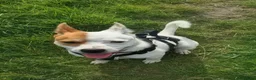 Mixed Breed dogs for sale: Parson Russell Terrier × Staffordshire Bull Terrie - Advert 1