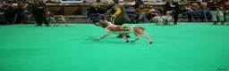 Bracco Italiano dogs for sale: Wonderful litter  - Advert 11