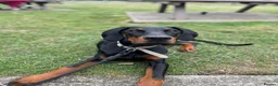 Dobermann dogs for sale: Litter due 12th April, now open for reservation  - Advert 9