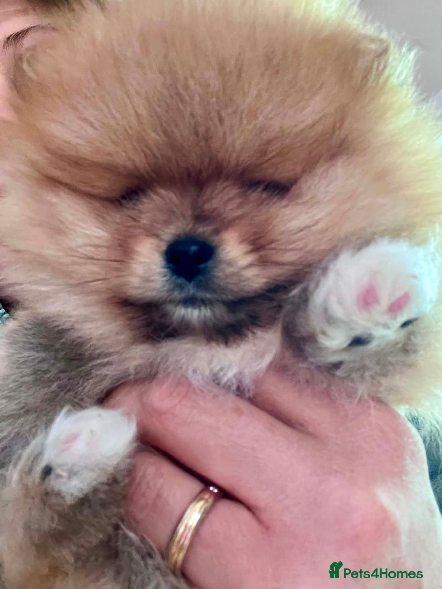 Pomeranian dogs for sale: Fabolous pomeranian female puppy - Advert 1