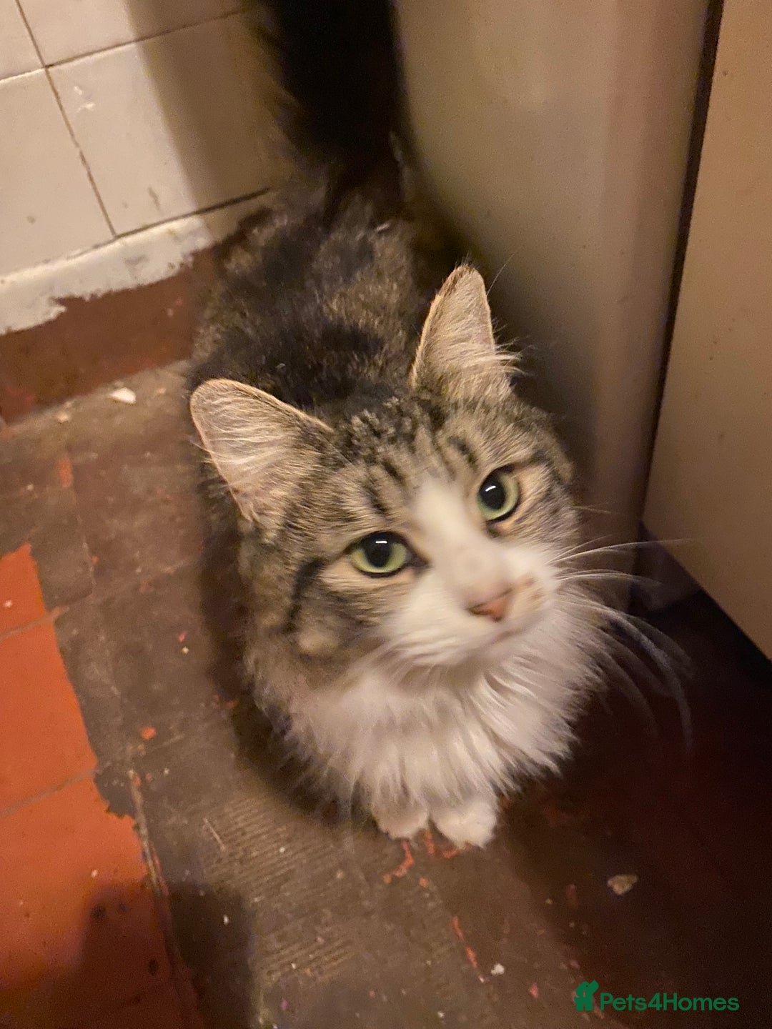 British Longhair cats for sale: Lovely Kittens - Advert 1