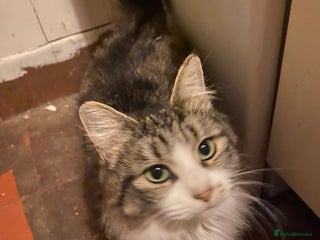 British Longhair cats Lovely Kittens - Advert 1