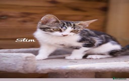 Domestic Shorthair cats for sale: Rescued kittens  - Image 1