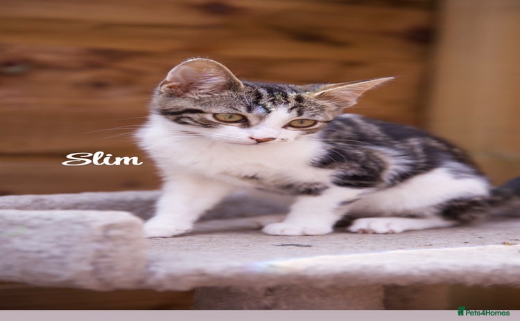 Domestic Shorthair cats - Advert 12