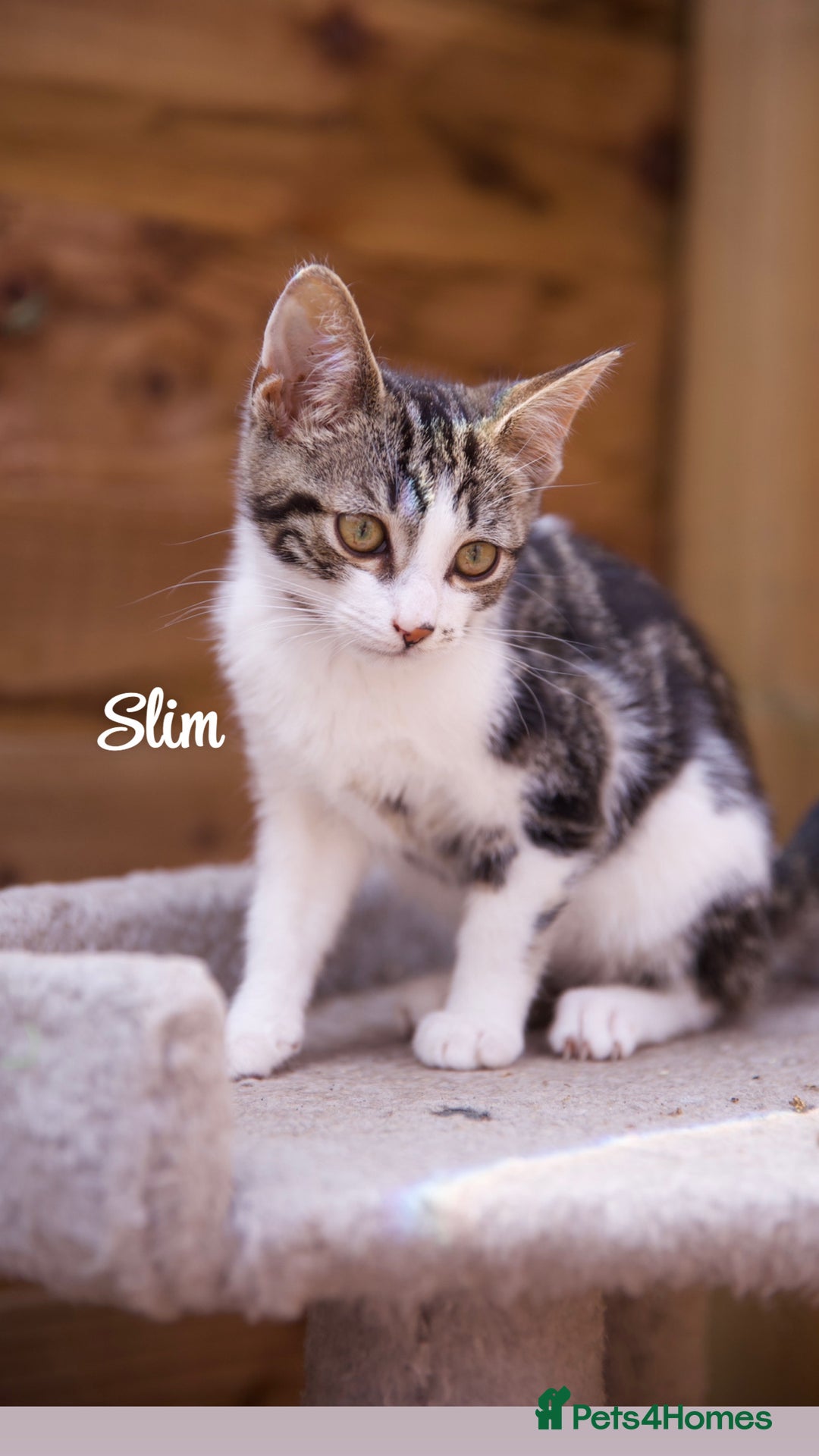 Domestic Shorthair cats for sale: Rescued kittens  - Image 1