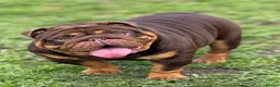 English Bulldog dogs for sale: EPIC BULLYZ PUPS - Advert 15
