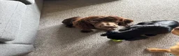 Cocker Spaniel dogs for sale: Stunning Working Cocker Spaniel puppies in Halifax - Advert 1