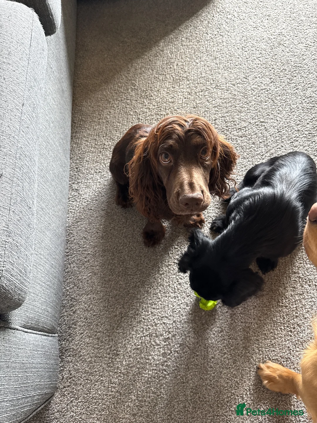 Cocker Spaniel dogs for sale: Stunning Working Cocker Spaniel puppies in Halifax - Advert 1