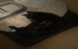 Mixed Breed cats for sale: Beautiful Black Boy Kittens  - Image 9