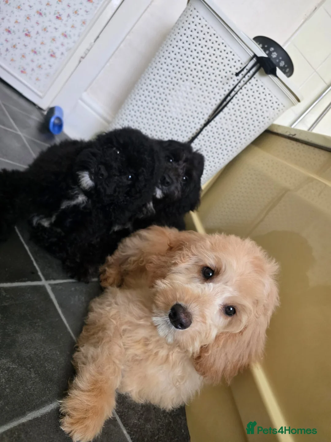 Goldendoodle dogs for sale: Goldendoodle Puppies  in Bolton - Advert 7
