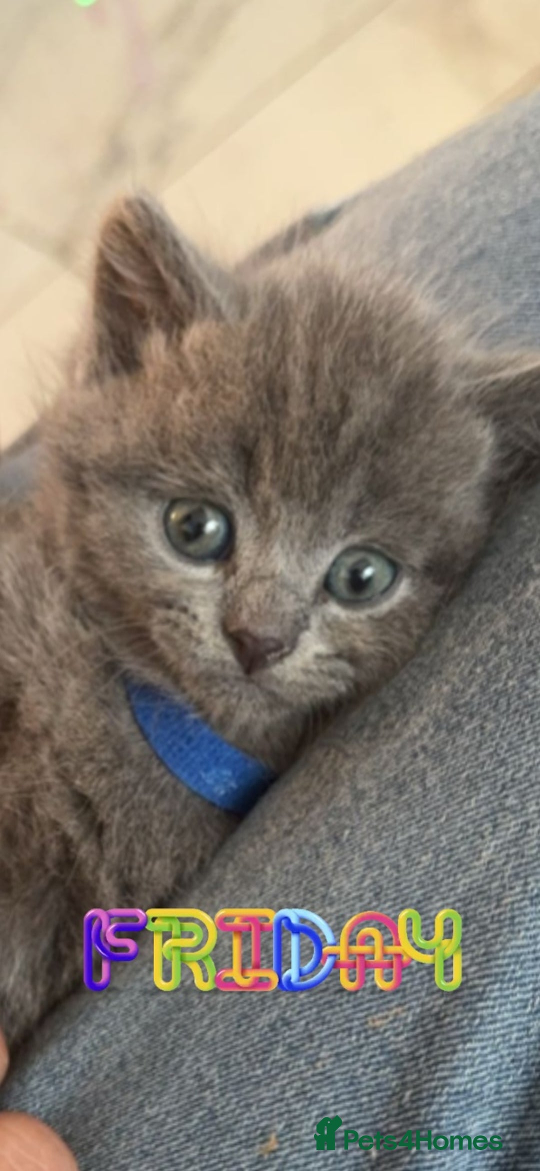 British Shorthair cats for sale: Beautiful british shorthair kittens  - Advert 4