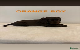 Cocker Spaniel dogs for sale: Gorgeous Full Cocker Spaniel Pups  - Image 12