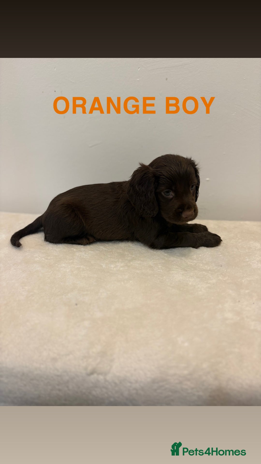 Cocker Spaniel dogs for sale: Gorgeous Full Cocker Spaniel Pups  - Image 12