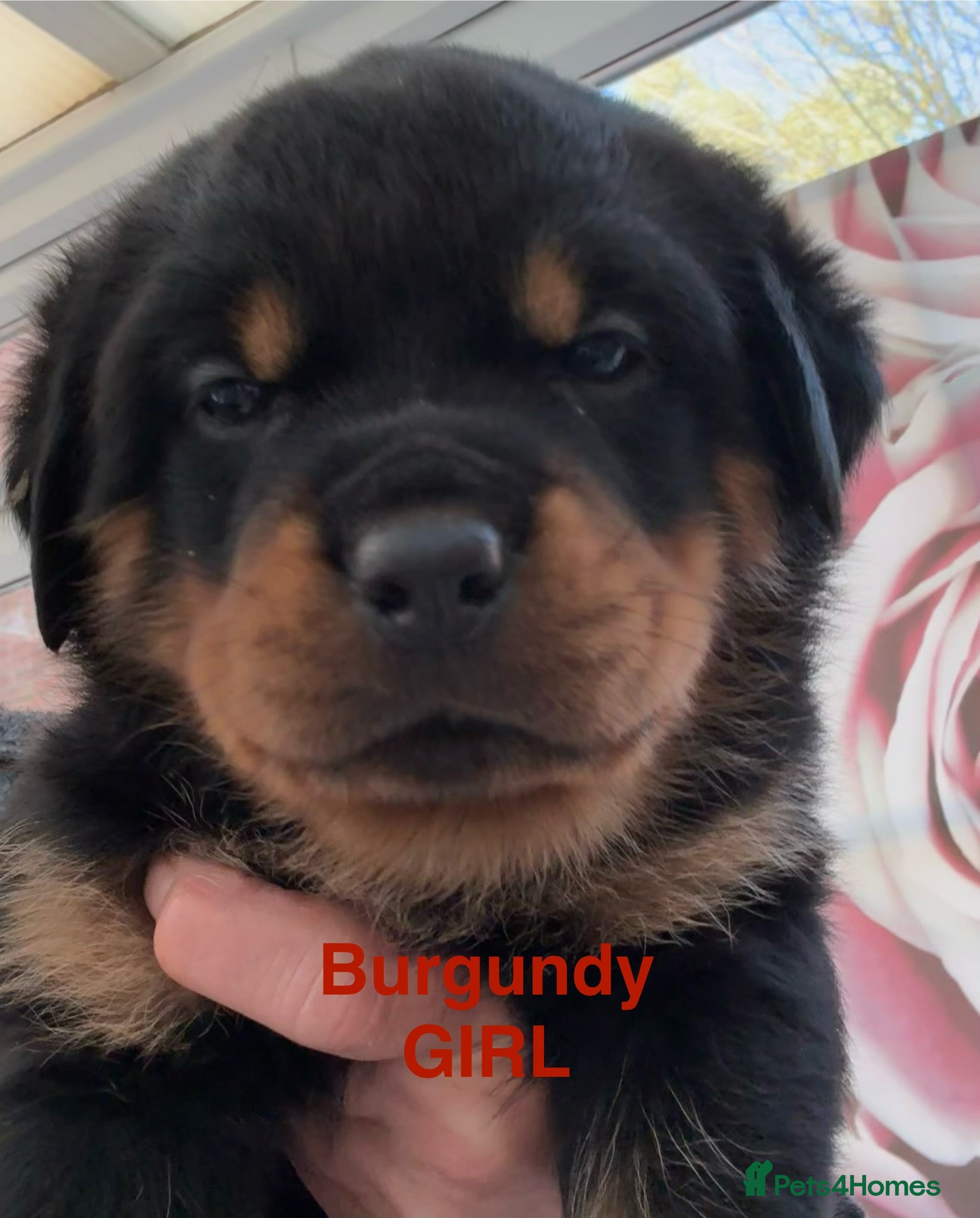 Rottweiler dogs Chunky Rottweiler Puppies - 1 GIRL LEFT - Advert 4