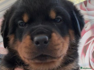 Rottweiler dogs Chunky Rottweiler Puppies - 1 GIRL LEFT - Advert 4