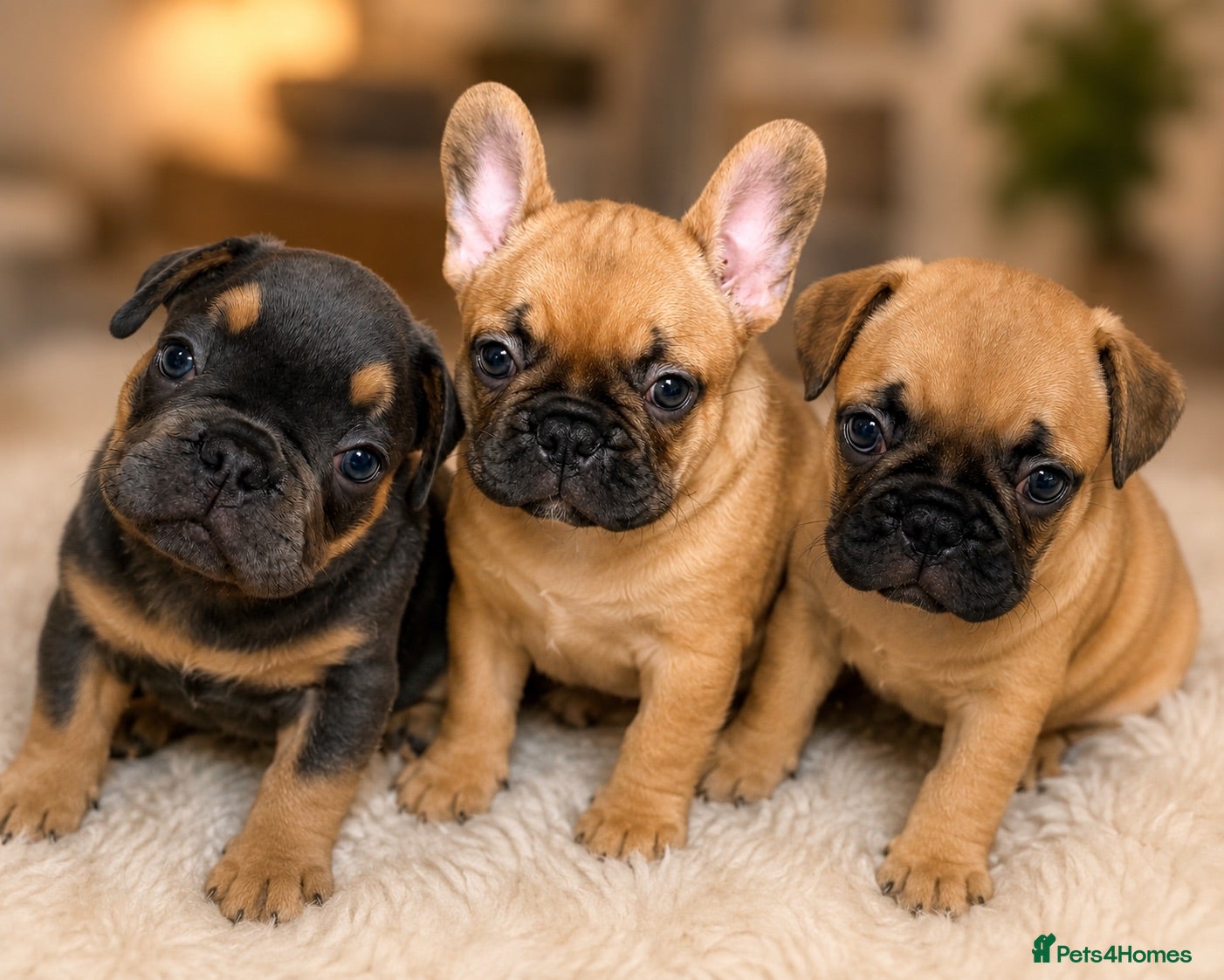French Bulldog dogs French Bulldog Puppes - Advert 1
