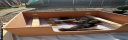 Miniature Dachshund dogs for sale: miniature dachshund  in Yarm - Advert 7