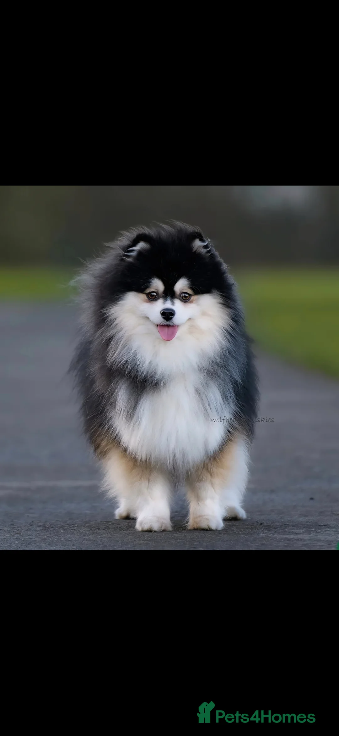 Pomsky dogs for sale: Batman F3 Pomsky boy  - Advert 16