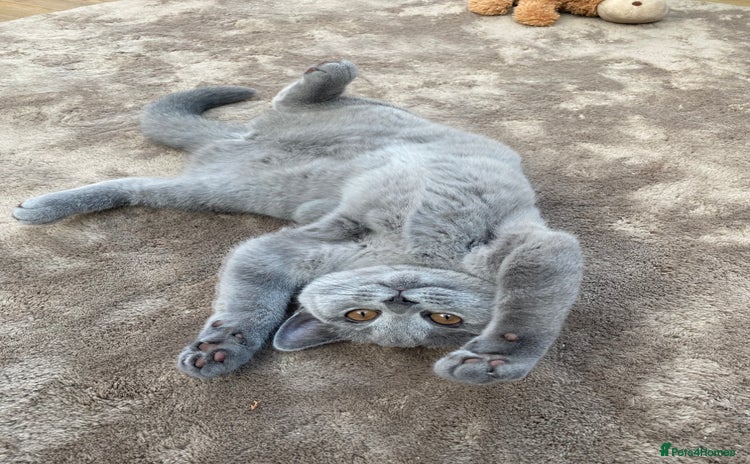 British Shorthair cats - Advert 2