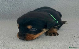 Jackapoo dogs for sale: Beautiful jackapoo puppies  - Advert 5