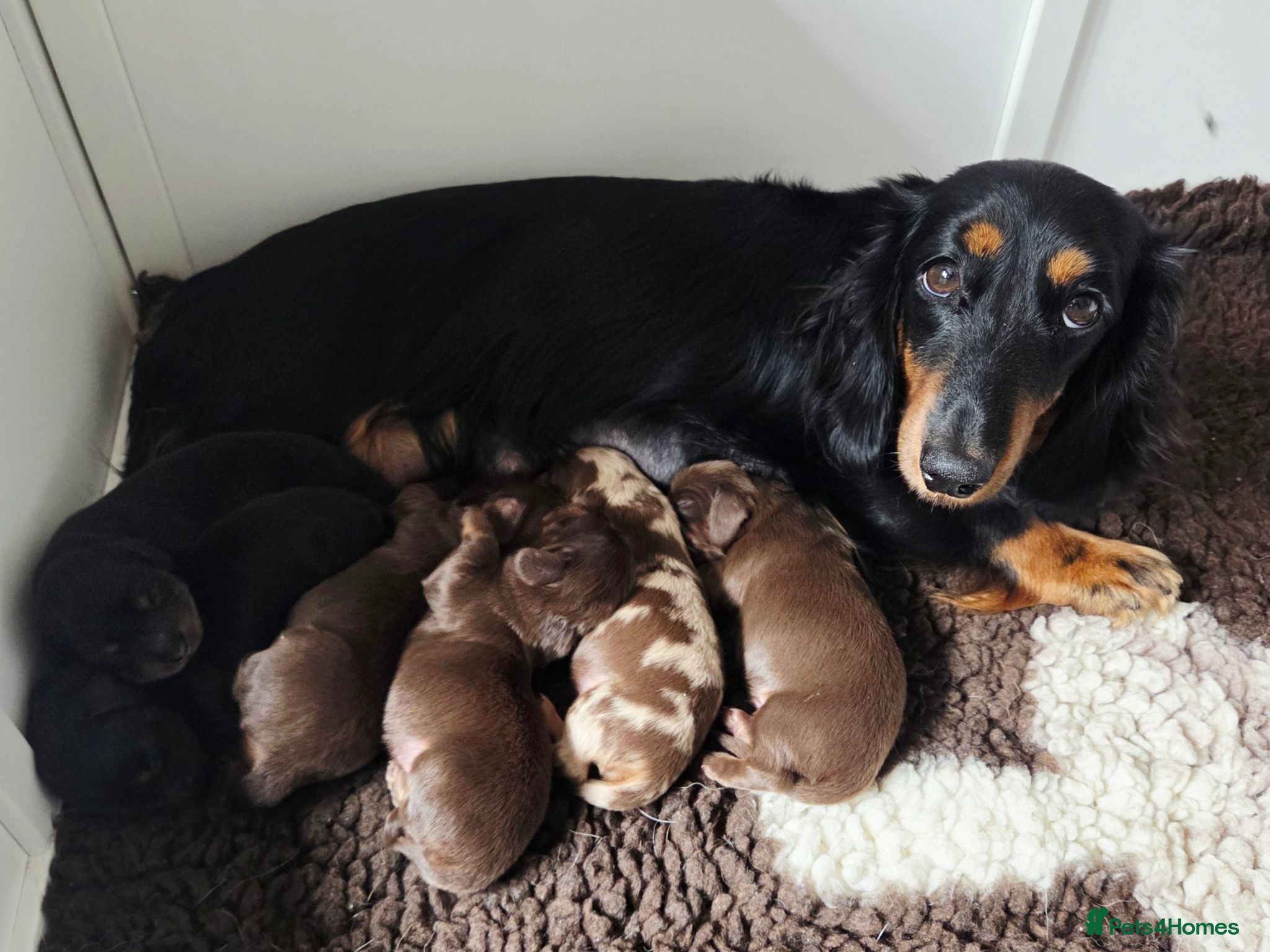 Miniature Dachshund dogs Stunning KC Registered Longhaired Mini Dachshunds - Advert 2
