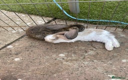 French Lop rabbits for sale: Baby lops in Hexham - Image 31