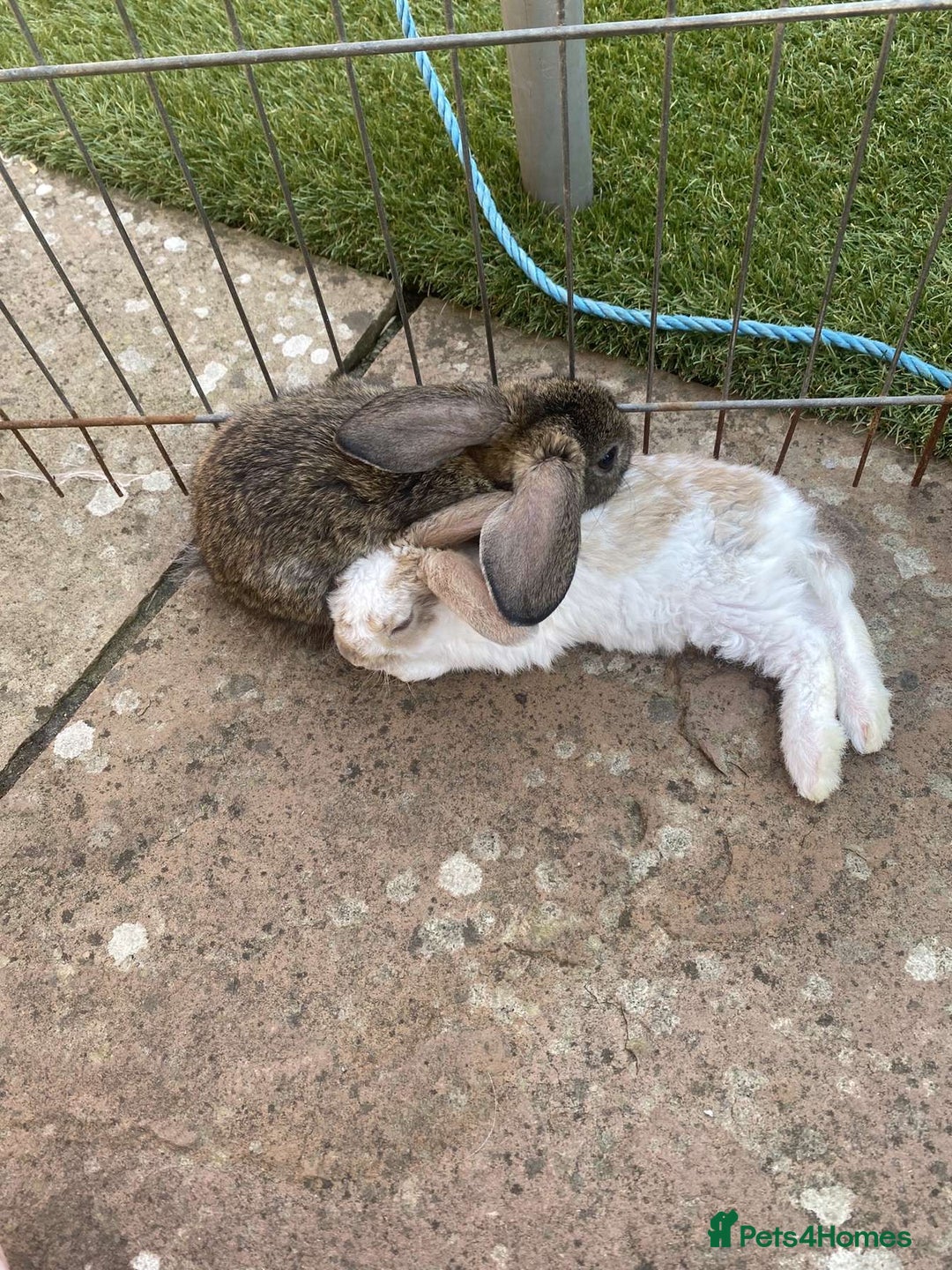 French Lop rabbits for sale: Baby lops in Hexham - Image 31