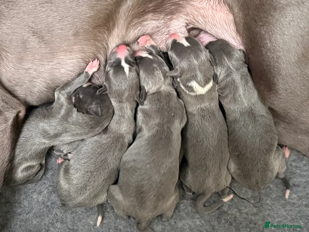 Whippet dogs for sale: Beautiful Whippet puppies. - Advert 4