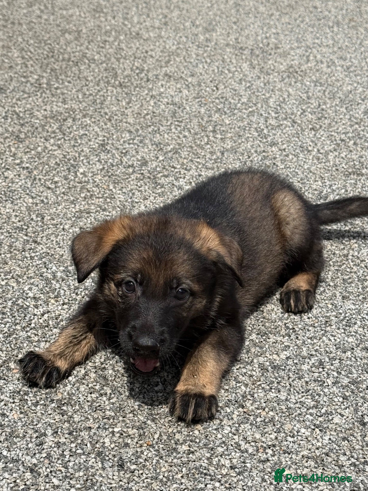 German Shepherd dogs ELITE KC REG CZECH WORKING LINE GSD PUPPIES 🏆 - Advert 2