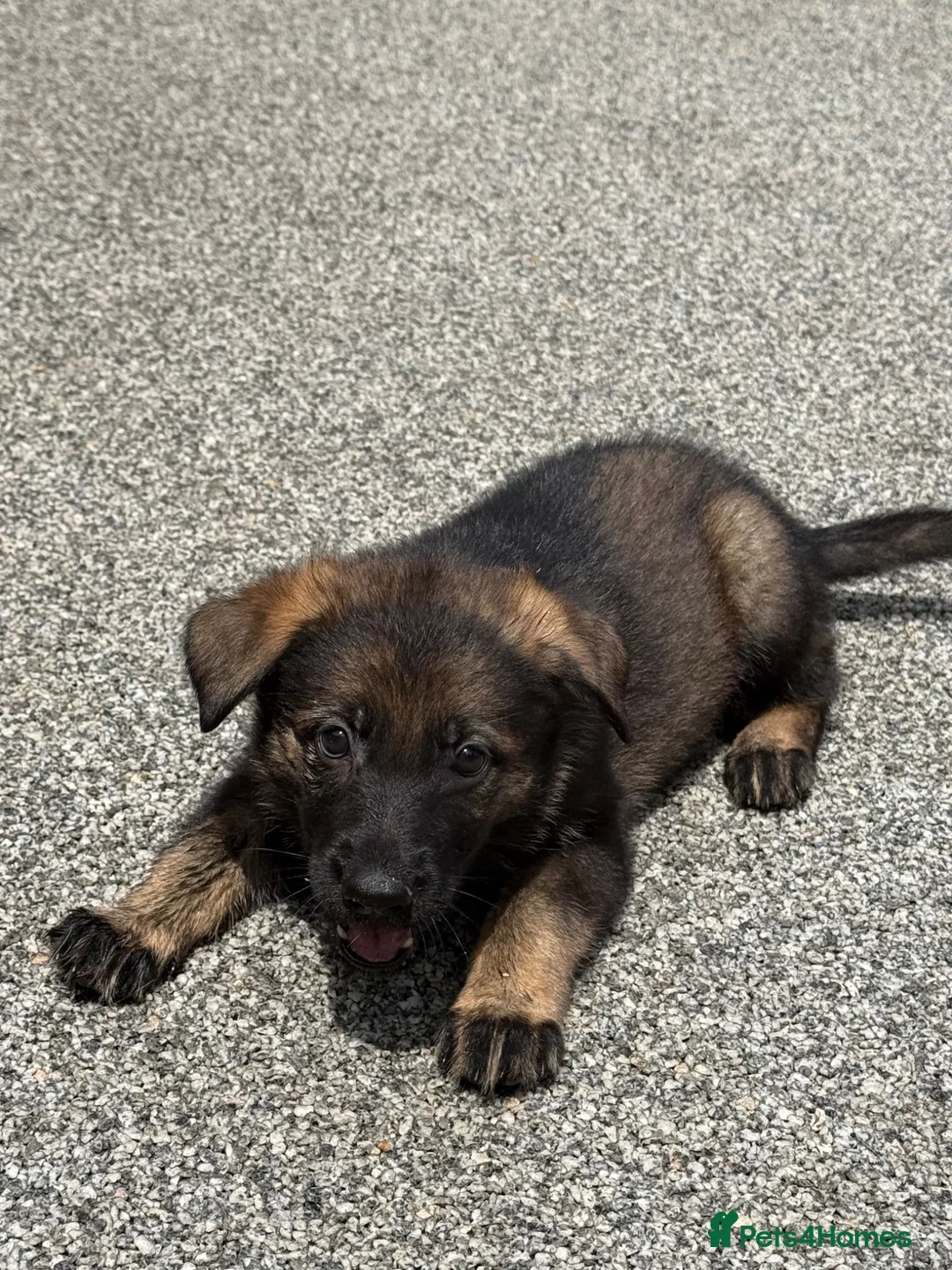 German Shepherd dogs for sale: ELITE KC REG CZECH WORKING LINE GSD PUPPIES 🏆 - Advert 2