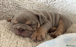 English Bulldog dogs for sale: Top Quality Chunky KC English Bulldogs  in Lampeter - Image 5
