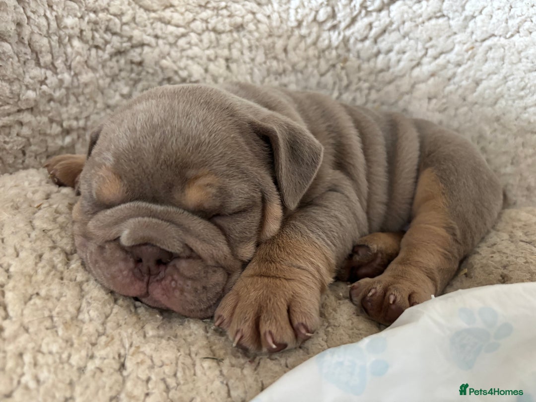 English Bulldog dogs for sale: Top Quality Chunky KC English Bulldogs  in Lampeter - Image 5