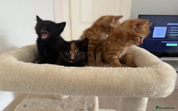 Mixed Breed cats for sale: Kittens for sale - Image 2