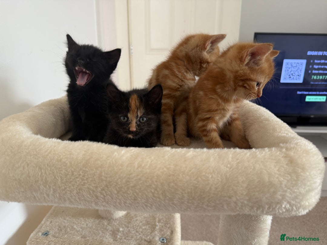 Mixed Breed cats for sale: Kittens for sale - Image 2