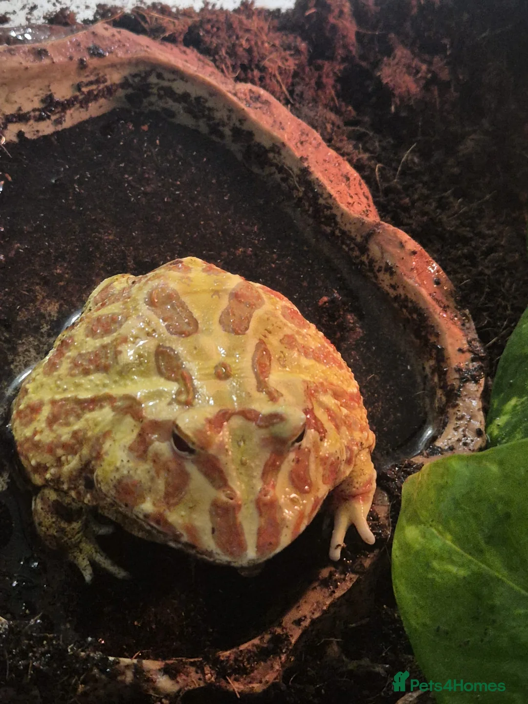 Frog reptiles for sale: Lime Pacman frog ( Male ) - Advert 2